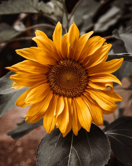 Sonnenblume-FineArt-Fotografie