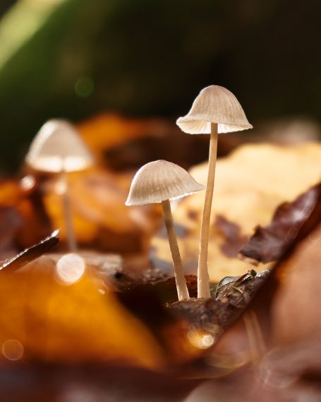 Pilze-Morgenlicht-FineArt