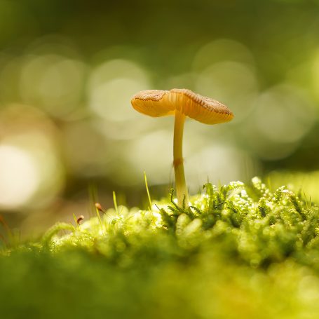 Pilz-Wald-Bokeh
