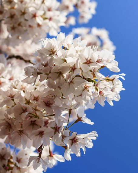 Kirschblüten-Fruehling-Stimmung