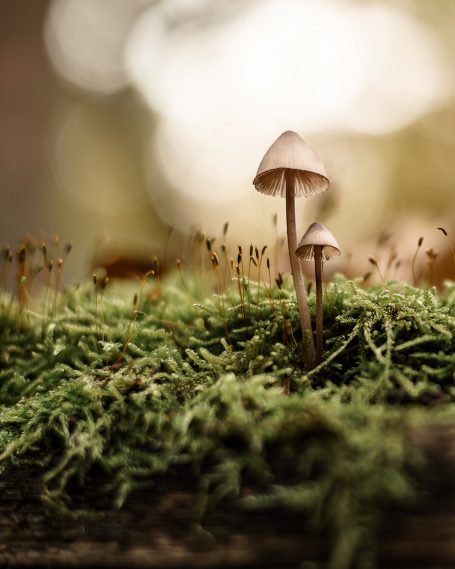 Pilze-Naturbilder-FineArt