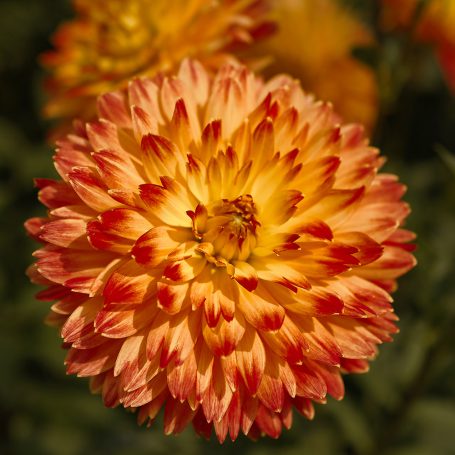 Blume-Feurig-Harmonisch